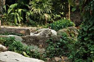 SINGAPORE ZOO (22)